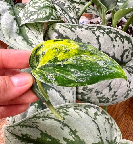 Scindapsus Jade Satin Variegated Aurea